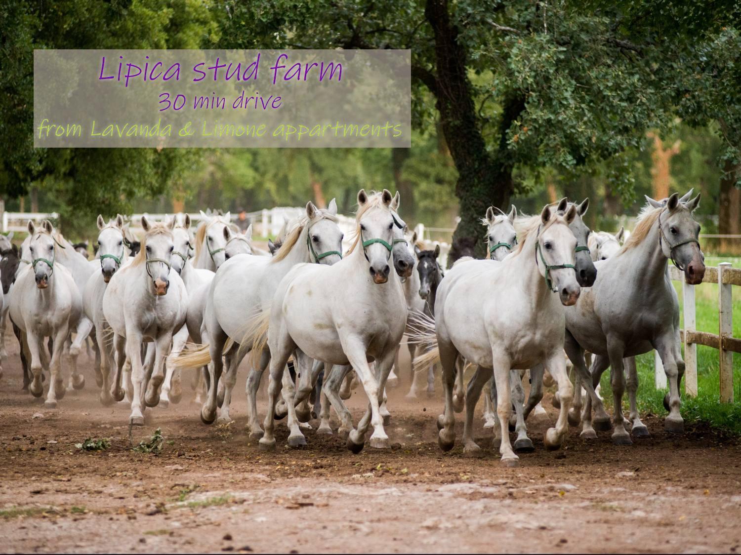 Lavanda & Limone โคเปร์ ภายนอก รูปภาพ